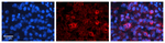 COX1 Polyclonal Antibody