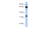 COX1 Antibody in Western Blot (WB)