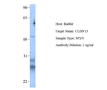 Claudin 13 Antibody in Western Blot (WB)