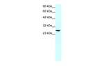 Claudin 13 Antibody in Western Blot (WB)