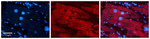 CITED2 Antibody in Immunohistochemistry (Paraffin) (IHC (P))