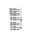 CITED2 Antibody in Western Blot (WB)