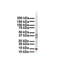 CITED2 Antibody in Western Blot (WB)