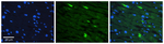 CD97 Polyclonal Antibody