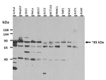 CARS Antibody in Western Blot (WB)