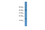C19orf73 Antibody in Western Blot (WB)