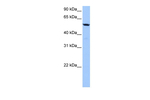 C18orf54 Antibody in Western Blot (WB)