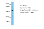 C11orf84 Antibody in Western Blot (WB)