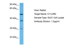 C11orf80 Polyclonal Antibody