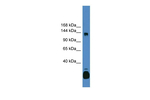 C10orf12 Polyclonal Antibody