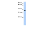 BRAF35 Polyclonal Antibody
