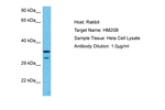 BRAF35 Polyclonal Antibody