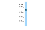 B3GNT1 Polyclonal Antibody