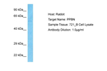ALPPL2 Antibody in Western Blot (WB)