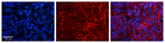 alanyl-tRNA Synthetase Polyclonal Antibody