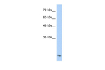 AES Polyclonal Antibody