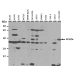 Histone Macro-H2A.1 Polyclonal Antibody