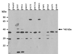 Histone Macro-H2A.1 Antibody in Western Blot (WB)