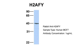 Histone Macro-H2A.1 Antibody in Western Blot (WB)