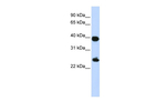 Histone Macro-H2A.1 Antibody in Western Blot (WB)