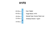 Histone 1F0 Antibody in Western Blot (WB)