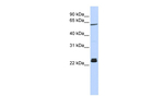 Histone 1F0 Polyclonal Antibody