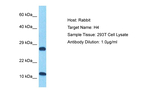 Histone H4 Antibody in Western Blot (WB)