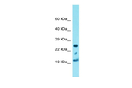 Histone H4 Polyclonal Antibody