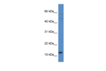 Histone H2A Polyclonal Antibody