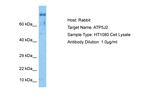 ATP5MF Antibody in Western Blot (WB)