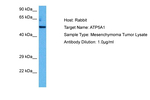 ATP5F1A Antibody in Western Blot (WB)