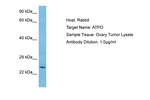 ATP Synthase O Antibody in Western Blot (WB)