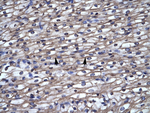 ARTS Antibody in Immunohistochemistry (IHC)