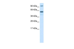 ARTS Antibody in Western Blot (WB)