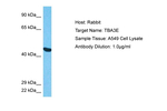 TUBA3E Polyclonal Antibody