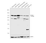 PIK3CB Antibody in Western Blot (WB)