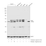 TRIB3 Polyclonal Antibody