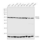 PPP3CB Antibody in Western Blot (WB)