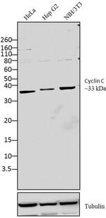 Cyclin C Antibody in Western Blot (WB)