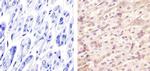 Cyclin C Antibody in Immunohistochemistry (Paraffin) (IHC (P))
