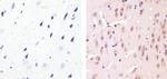 Cyclin C Antibody in Immunohistochemistry (Paraffin) (IHC (P))