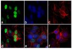Cyclin D1 Antibody in Immunocytochemistry (ICC/IF)