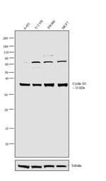 Cyclin D1 Antibody in Western Blot (WB)