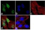 S100 Antibody in Immunocytochemistry (ICC/IF)