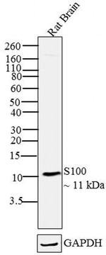 S100 Antibody in Western Blot (WB)