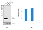 ROC1 Antibody in Western Blot (WB)