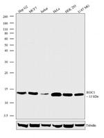 ROC1 Antibody in Western Blot (WB)