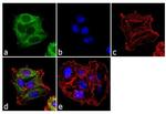 COX1 Antibody in Immunocytochemistry (ICC/IF)