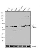 COX1 Antibody in Western Blot (WB)