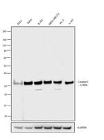 Caspase 3 Antibody in Western Blot (WB)